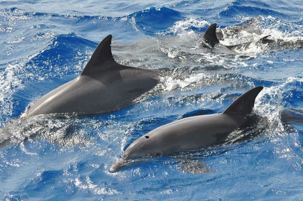 Via Mare promenades en mer dans la Réserve de Scandola voir les dauphins